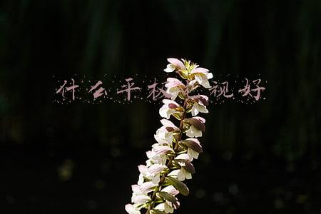 什么平板电视好