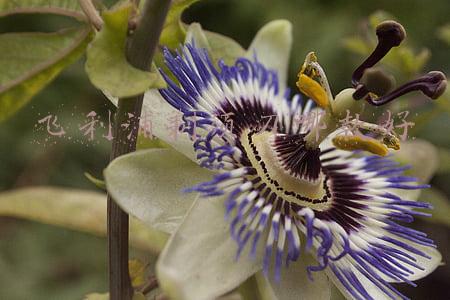 飞利浦电动剃须刀哪款最好用(飞利浦剃须刀哪个型号好)