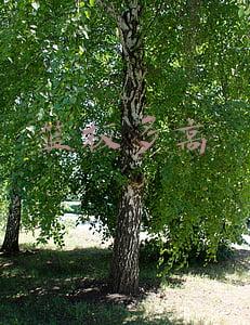 正规篮板多高(液压篮球架上的篮板是什么材质的？)