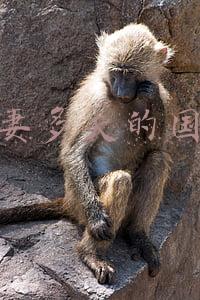 一妻多夫的国家