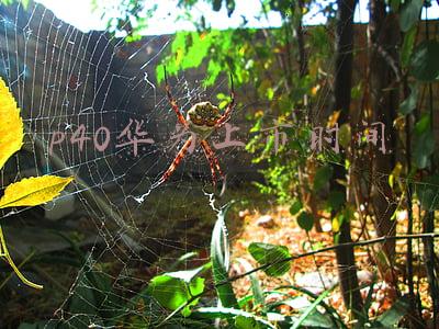 p40华为上市时间