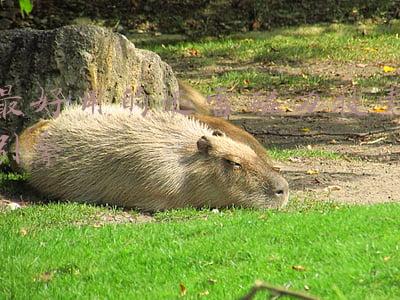迅雷磁力链搜索引擎(种子磁力链接聚合搜索工具-magnetW)