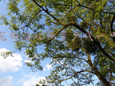 狗多少钱一只_宠物狗要多少钱一只