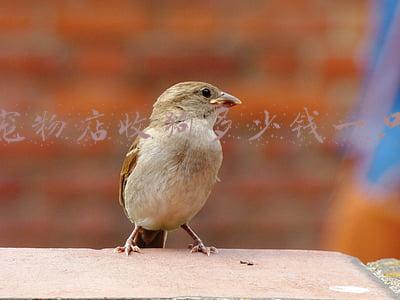 宠物店买狗多少钱-宠物店买狗多少钱一只