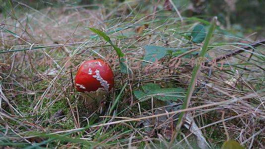 什么品牌电压力锅好