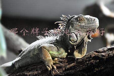 哪个牌子的电烤箱好