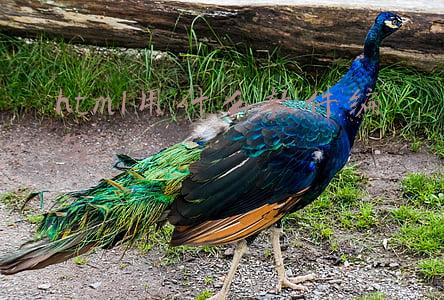 html用什么软件编写