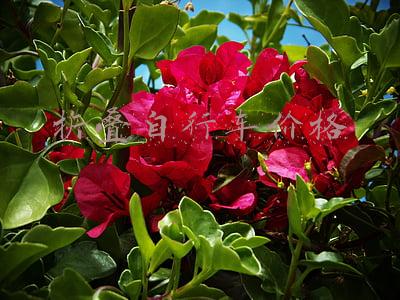 折叠自行车价格