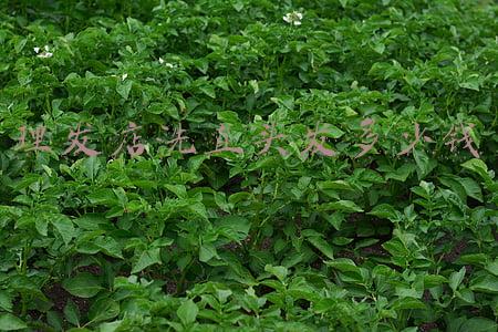 洗直头发的危害多久会恢复_洗直头发的危害