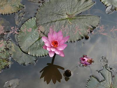 嬴政和芈月的关系是什么