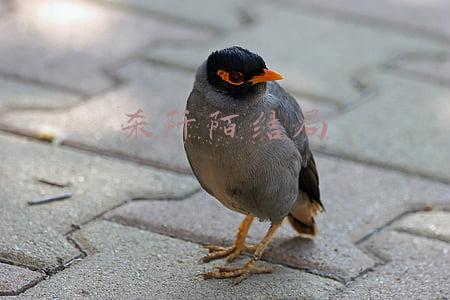 杀阡陌结局又活过来了(杀阡陌毁容长眠霓漫天自尽 东方为小骨生生世世只活25岁)