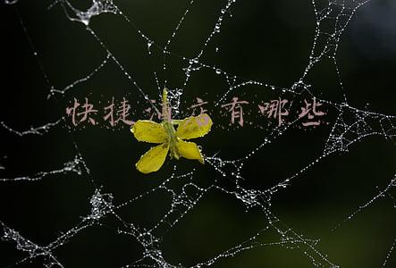 快捷酒店有哪些