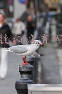 快捷酒店有哪些