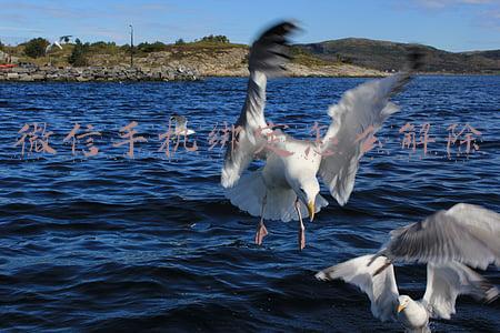 微信号解除绑定手机号(手机号与微信号松绑的方法)