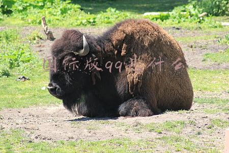 qq国际版叫什么名字(QQ这个版本彻底关闭，再也无法使用)