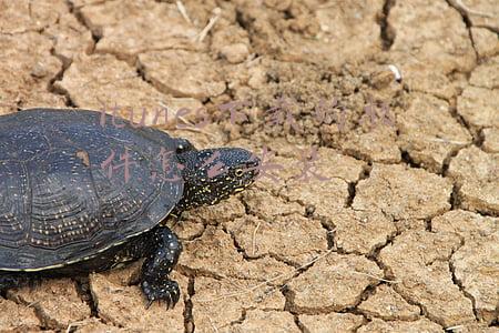 如何安装itunes软件(花火常识：苹果手机怎么下载安装软件)