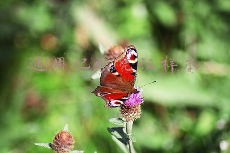 通用记帐凭证(我们财务部的王姐太牛了！这日记账、总账都在一起，太方便了)