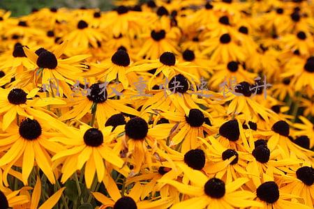 网站权重快速提升