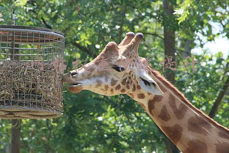 网站权重快速提升
