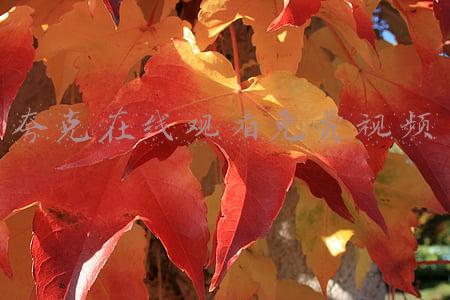 夸克在线观看免费视频