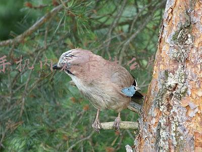 手机内存卡什么牌子好(手机内存卡什么牌子好)