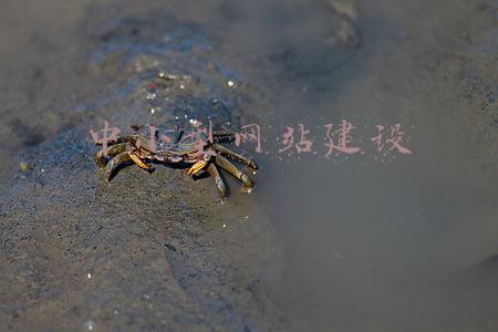 中小型网站建设