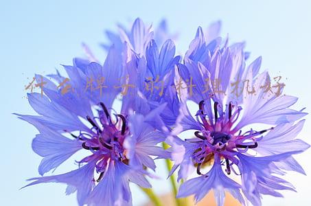 料理机哪个好(料理机哪家强？2021年1季度TOP50爆款榜单透秘！哪些产品值得购买)