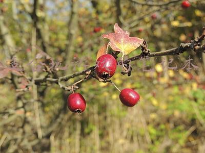 适合玩游戏的笔记本