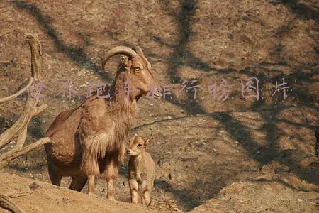 世界跑车排行榜图片