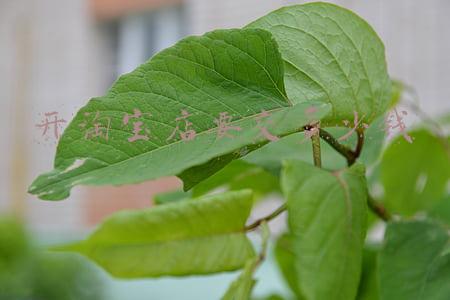 开淘宝店需要交什么费用吗《如何开淘宝店要交什么费用》
