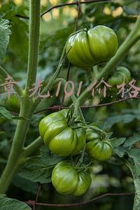 章光101价格表(章光101“回家”！生产基地回迁乐清 产值有望从3亿升至5亿)