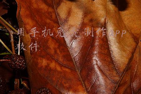 如何免费制作app(14款免费又好用的音乐制作软件)