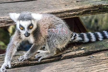 打响指的危害(打响指，也会致病？医生：没错，打响指的2大危害了解一下)