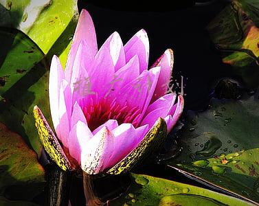 推广计划方案模板(营销策划架构方案PPT 模板)