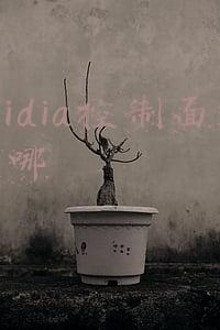 nvidia控制面板在哪