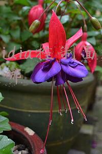 nvidia控制面板在哪