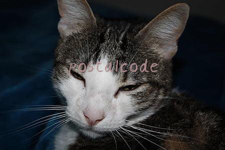 postalcode