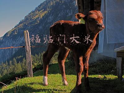 福临门大米
