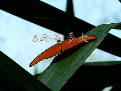 8开是多大