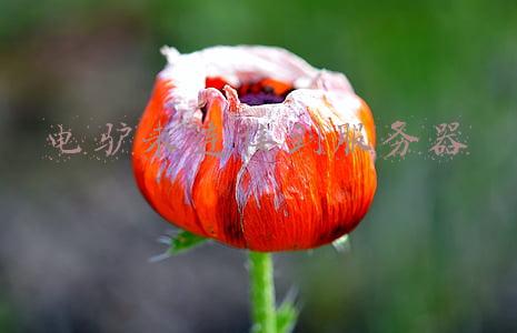 为什么电驴连接不上服务器(8个曾经爆红，如今没落的网站，除了天涯、人人，你还知道几个？)