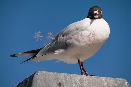 苹果ppt软件