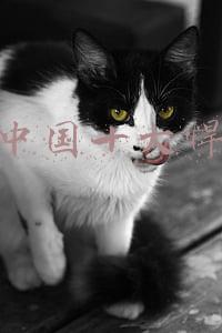 新中国十大悍匪董震全文(十大悍匪之刀神呼兰震)