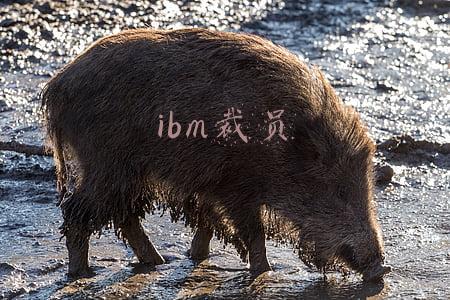 ibm裁员