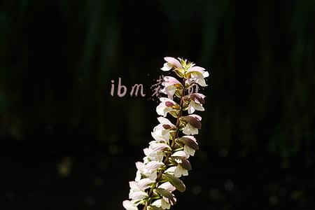 IBM裁员哺乳期(裁撤最后74名员工，成都一家百亿美元芯片企业正式宣布停业)