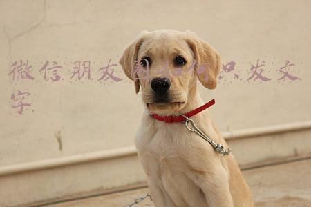 微信朋友圈如何只发文字