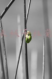 中粮长城干红葡萄酒赤霞珠(中粮烟台长城葡萄酒荣获国际大奖)