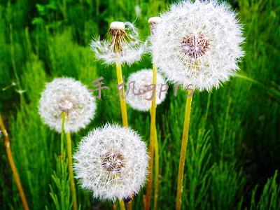 手机gprs在哪打开(IPhone5s待机界面显示GPRS，到底怎么解决？)