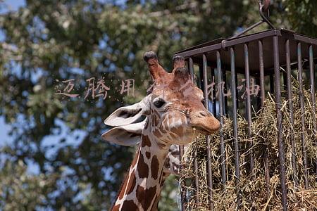 迈腾用什么机油