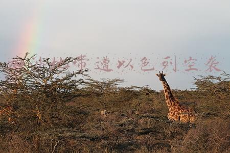 加沙地带遭以色列空袭新闻(新年再起战火，以色列无所顾忌，空袭加沙，巴勒斯坦一再处于被动)