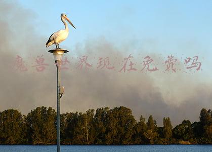 魔兽世界可能永久免费(网易赔偿玩家：春节期间WOW魔兽世界将会免费三天)
